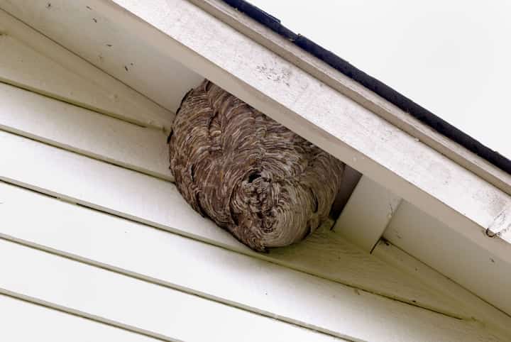 Lake Havasu City Pest Control Bees Hornets